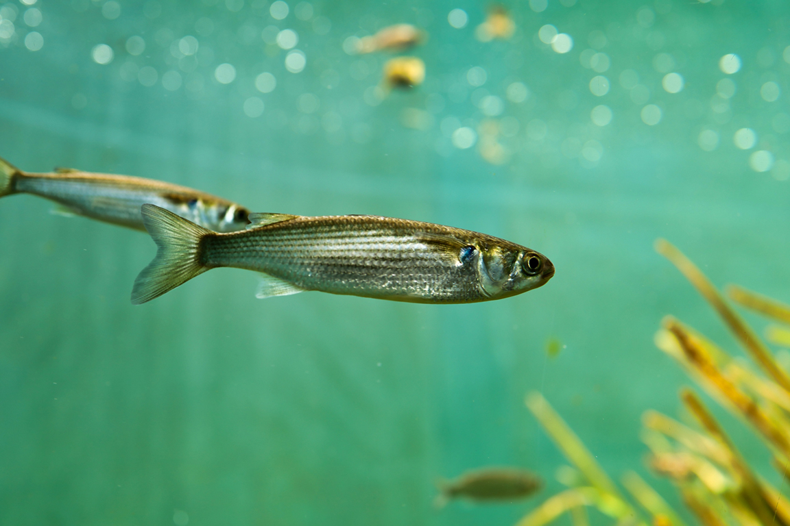 山梨県立富士湧水の里水族館